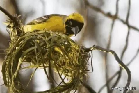 百年鸟巢惊现非洲，重达1吨，竟是悬挂于树上