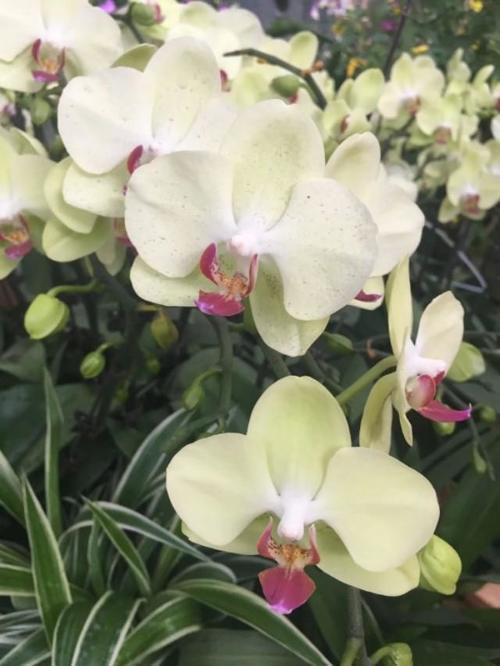 这么漂亮的蝴蝶兰，你见过吗？