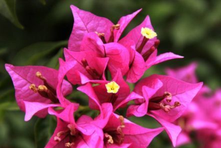  「三角梅」春天试养这几款花，全年花开不断，开花色泽鲜艳，花香四溢，超美