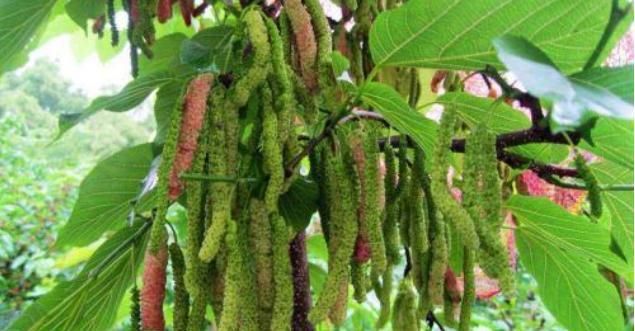  收益@农民种植它，亩收益一年近10万，却很少人愿意种，这是为啥？