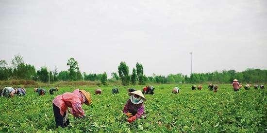  直掉|采购价2毛钱一斤，疼的农民直掉眼泪，往年高价一去不复返
