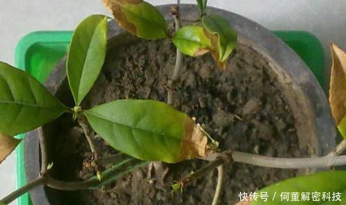 『叶子』养花经常掉叶子?可能是浇水出问题,赶紧改了,别忽视!