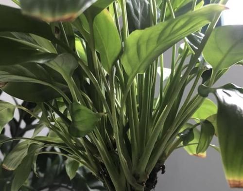  到植株■白掌的花期有“100天”，养了2年看不见“花苞”，4个原因请重视