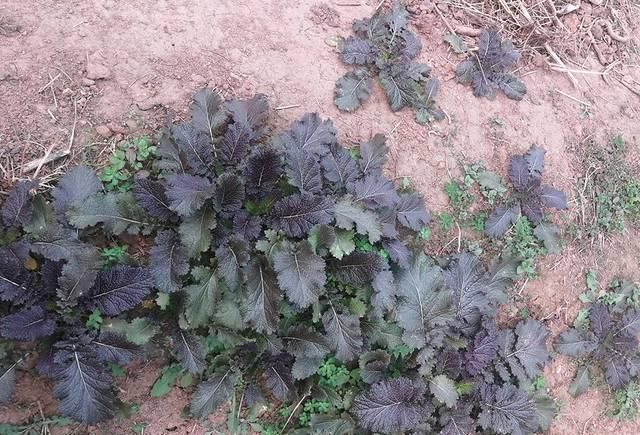  「农民」油菜田边的一种野菜，俗称“野腊菜”，腌酸菜堪称一绝