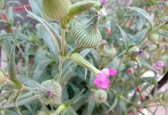 漂亮■农村的一种植物,看起来像《瓶子》。味道好,外观奇特,盆花漂亮