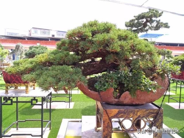 盆景大师都爱玩，山松会否成为下一个热点？