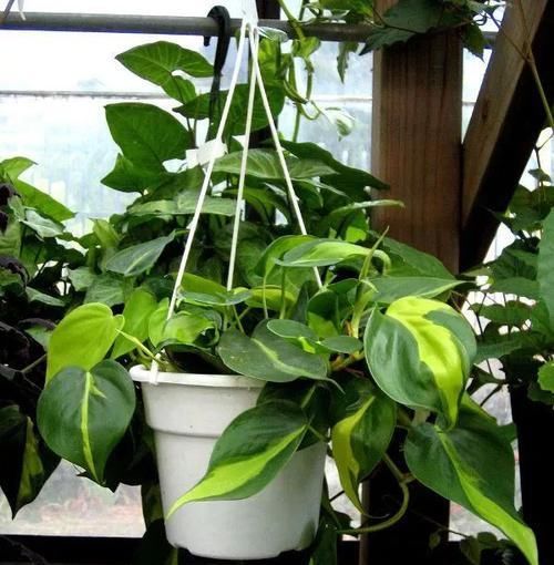  #适合#这些耐阴植物养办公室桌面上很适合，养几年都不会挂