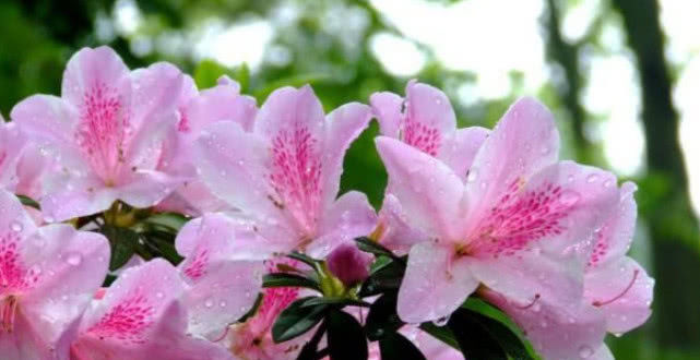 『优雅』3种花被称为花界大美女,绚丽多彩,花香优雅,家里养一盆太美了