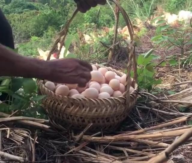  「一块钱」农民山上放养的土鸡，每天产蛋一个，一个一块钱，年