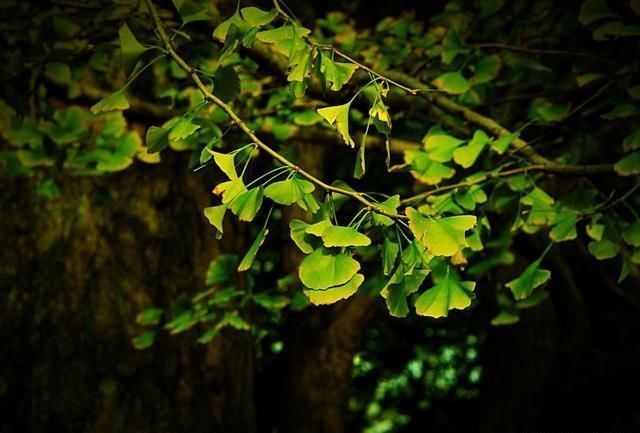 比灵隐寺低调，更少有游客踏入，浙江还有一座古色古香的古寺