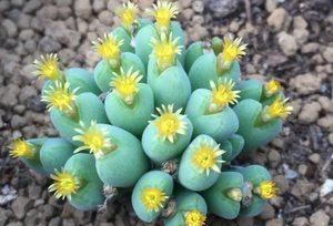  『植物』有时候，花朵也在模仿动物，模仿人类，多有趣啊