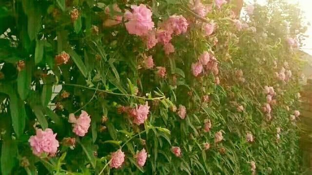 慎养■这花要慎养,每年砍掉3麻袋,照样蹭蹭长