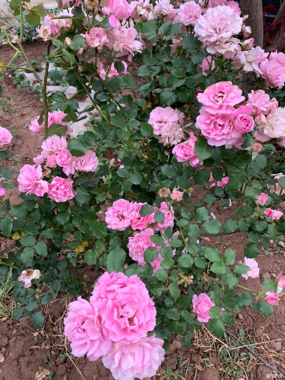 「花园」蓝花楹开了,花园的花也开了,恩特儿红,桑葚黑