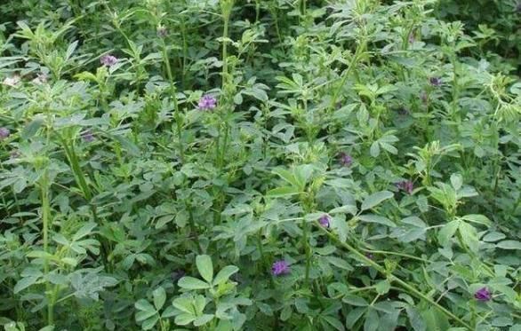  「收割」亩产4万斤，种1次连续收割5年，1年能割5茬，农民：经济效益如何