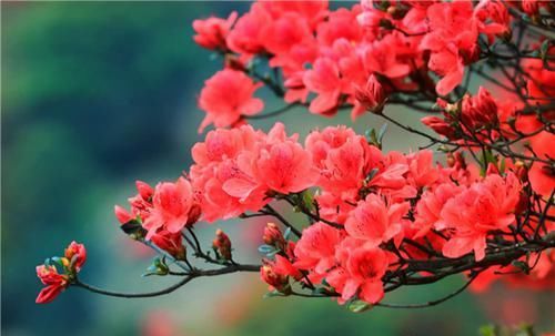 「技巧」杜鹃花的养护技巧,了解这些,你家的杜鹃就会花开旺盛