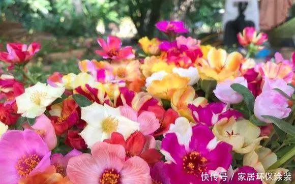#品种#太阳花竟也有这么多品种,开成花海,也能成为惊世美景