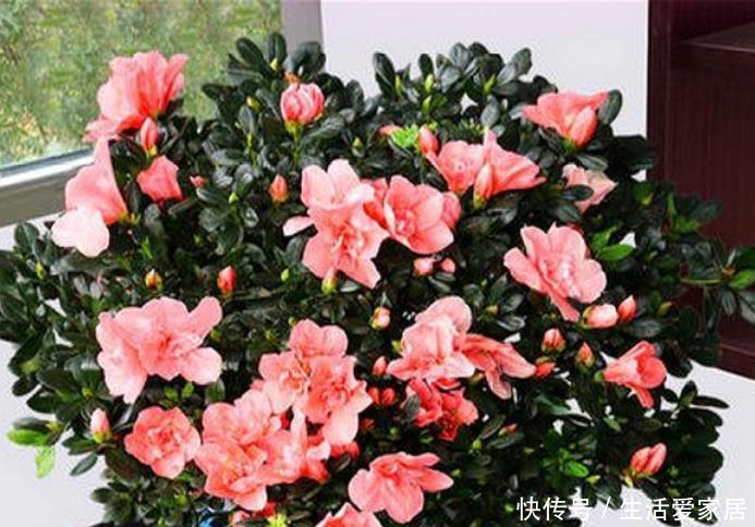  『大岩桐』4种花好养花期长，沾土就活，给点阳光就灿烂，一开就是300多天！