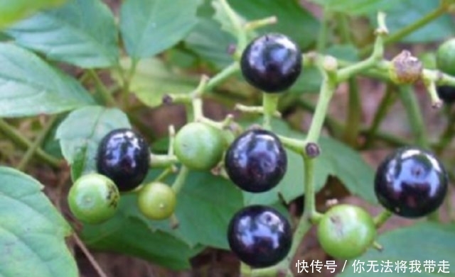  药材|深山里罕见的“乌蔹莓”过去被农民当杂草，殊不知药材价值