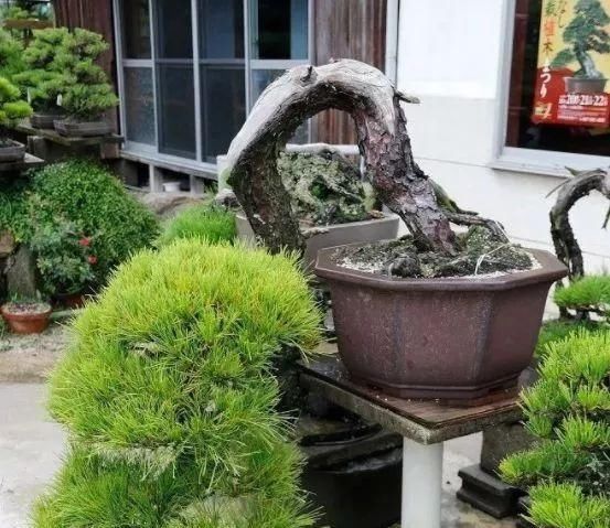 岁寒三友，一组松树盆景佳作欣赏