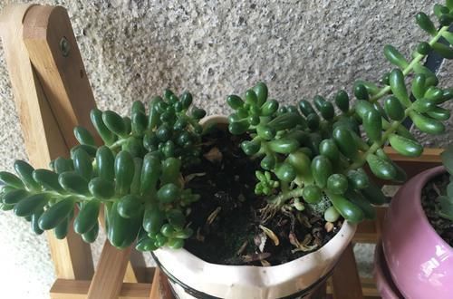  『光照』花卉种植技术：种植多肉植物玉米石为什么老掉叶，怎么解决！