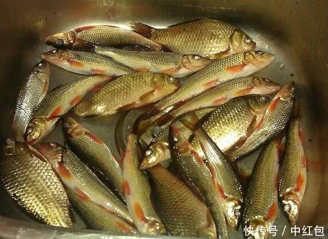 中国最好吃的7种鱼,吃过5种以上的,绝对是土豪