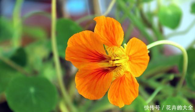 【艳丽】喜欢在家中养护漂亮花卉,就选这“5种花”,花开艳丽,开花爆盆
