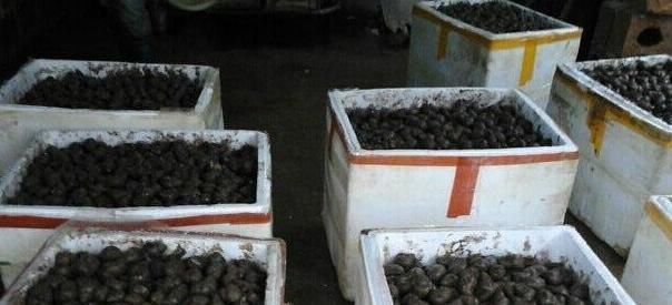  「好主意」种粮食不赚钱怎么办？农村养螺蛳是个好主意，高产螺