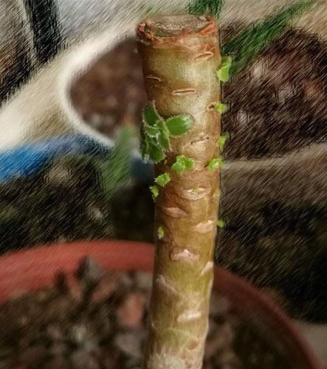 多肉徒长不愁,砍头砍头,长出3个头!