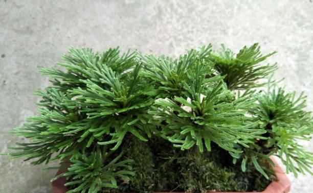  『植物』小学生爱养“此花”，遇水就活、很神奇，老花民称其：九死还魂草