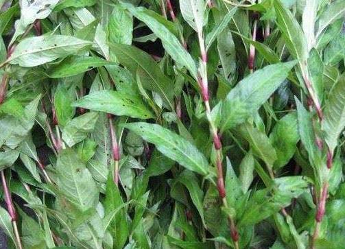 水田里比“辣椒”还辣的野草，磨成粉可以“抓鱼”，说不定你认识