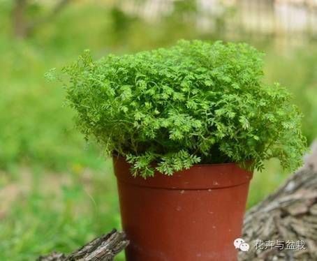  『适合』这些耐阴的室内植物，你家养了几种？