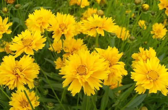  【惊鸿】喜欢菊花，首选“优良名菊”绿朝云，花似惊鸿起舞，晶莹碧绿