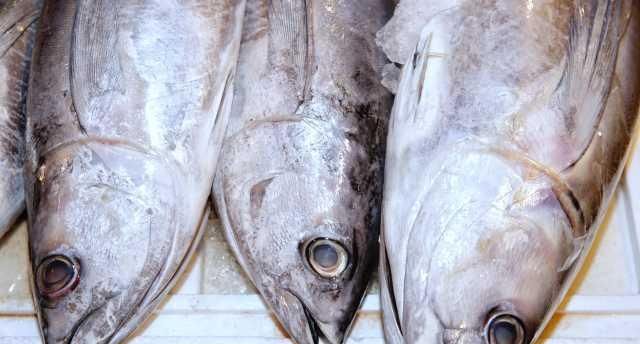  「小世界」大湾区小世界：猪肉已经吃不起？来吃开渔后的海鲜吧