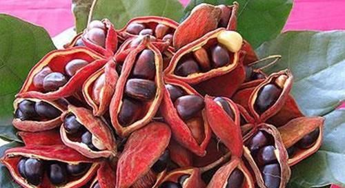  【板栗】被称为“树上花生”，看着却像板栗，农村没人吃，城里