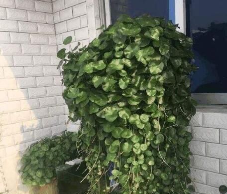 【绿油油】一个玻璃瓶,放几根铜钱草,2个月长满瓶,叶子大又亮,养眼清新