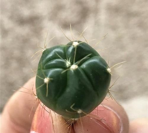  错开■仙人球不断生小球？错开“施肥”，再也不“超生”，砰砰开大花