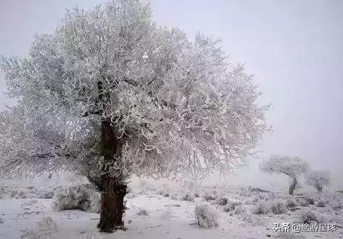 雪后的中国胡杨林，才是真正美爆了!