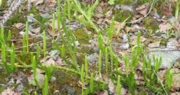  『伸筋草』长在老树上的它，人称“龙须草”，能治“关节痛”，别拔，很珍贵