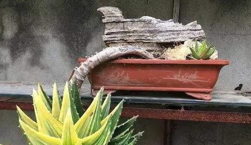  #金枝玉叶#老花匠在家这么做，10年芦荟成老桩，2年马齿觅养成’金枝玉叶’