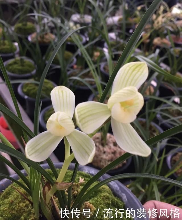  名品|它是莲瓣兰素花中的名品，开花如同仙女一般，清新脱俗，洁白无暇