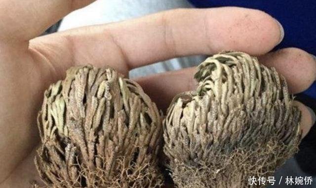 『种植物』石缝里的“还魂草”,也被称为“卷柏”,看着像枯草,却珍贵!