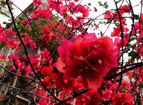  「生病」三角梅开花以后，花瓣边缘发白是生病了吗？晒太阳姿势不对是首因