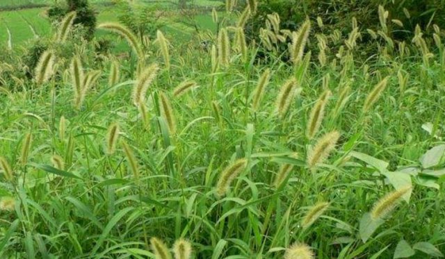  【药草】农村常见的“狗尾草”，危害农田，农民见到就拔，竟还