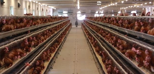 农民不要乱搞养殖，此3种情况是违规的，被发现可能被拆除