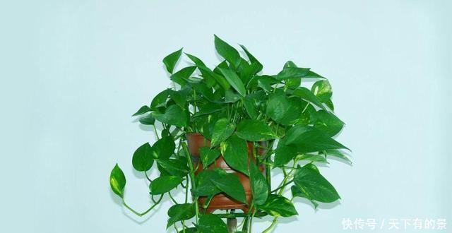  植物|2个“温度”不能养绿萝，不然黄叶立马空盆，北方人更要注意