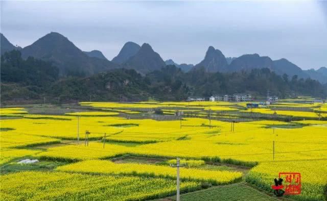  油菜花：一不小心，贵州黄平把春天打翻了