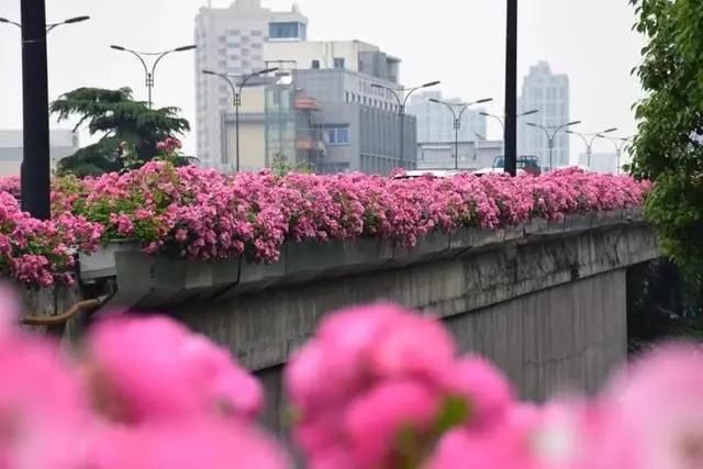  全城@杭州又要让全国人民羡慕啦！103万株月季贯穿全城，有高架已经开了