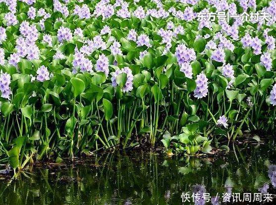  「骨痛」农村有名的“害草”，之前用来喂猪，其实对风湿骨痛有