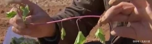  「红薯」农民种红薯，栽插有诀窍，这3种栽插方式哪种好？看完你就学会