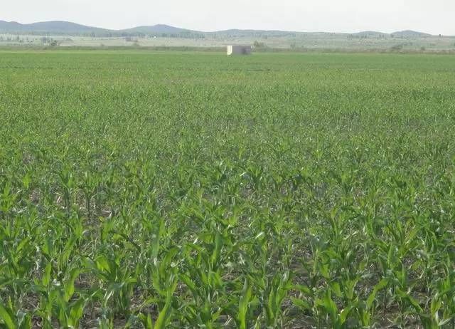 日本人在中国租了1500亩地，闲置5年任荒草疯长，但结果让中国人